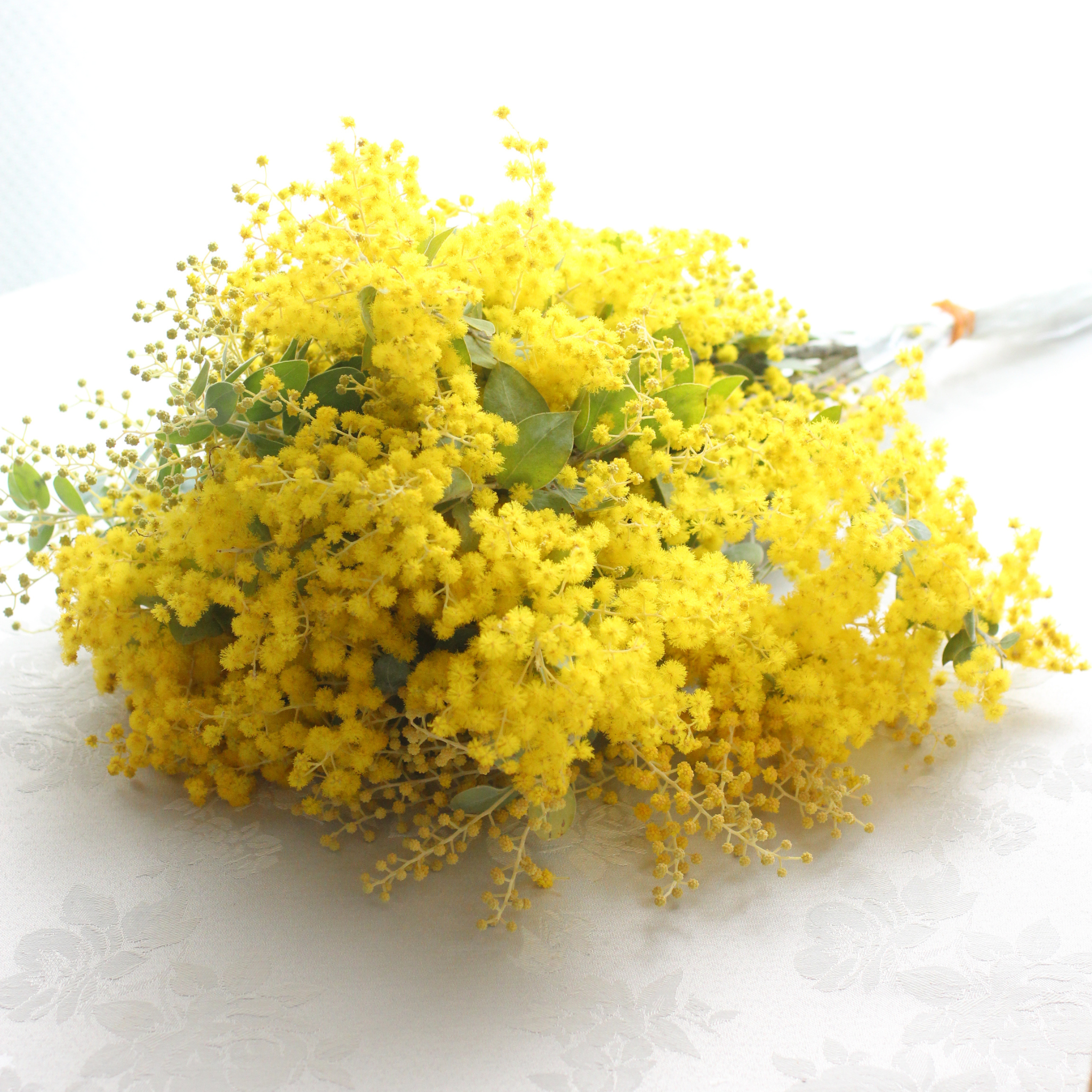 長いフレッシュミモザ50cm