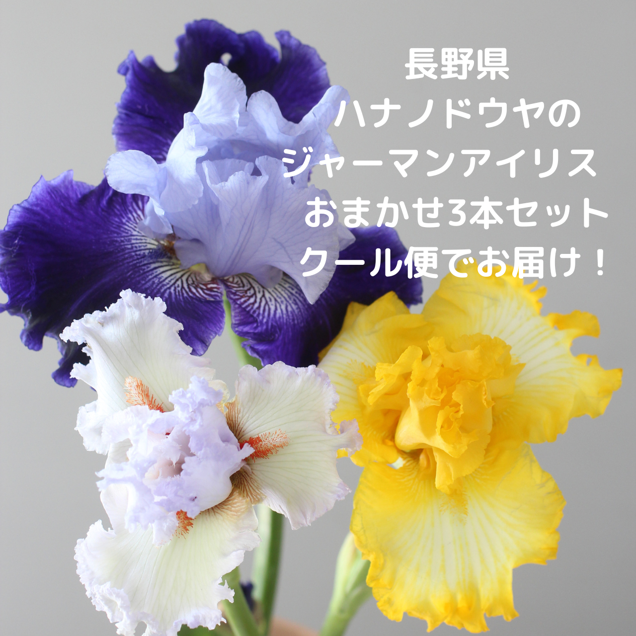 【数量限定】今が旬！ジャーマンアイリス　おまかせ3本セット