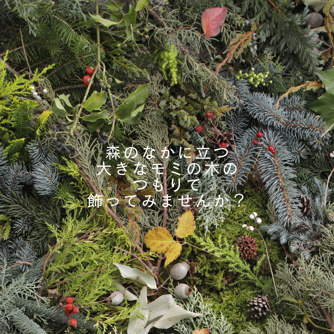 【花時間のクリスマス】11～12月限定 針葉樹で描く森のツリー