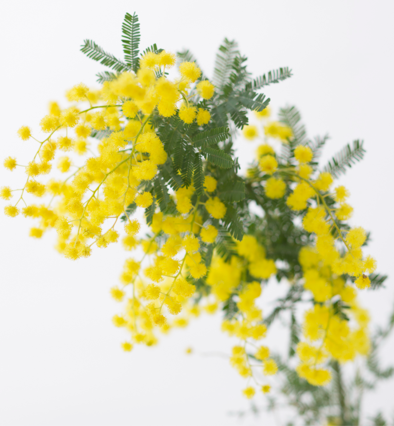 【産直・数量限定】鮮やか！長作園のミモザブーケ